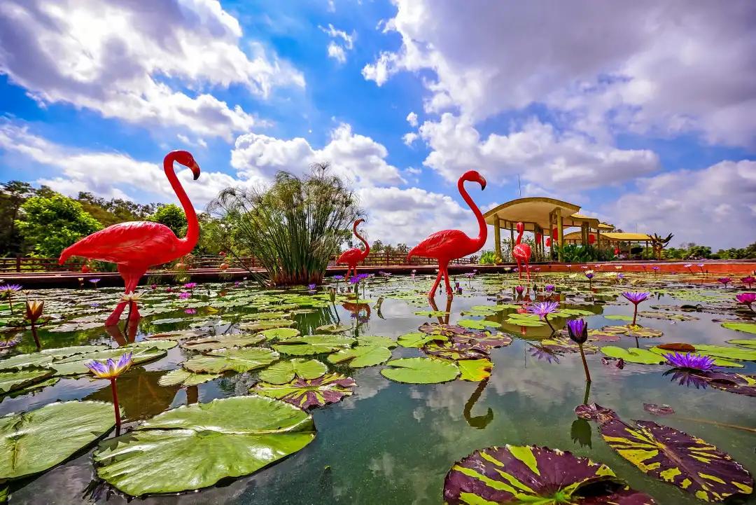 广州花海最新视频,广州花海大片蔚为壮观