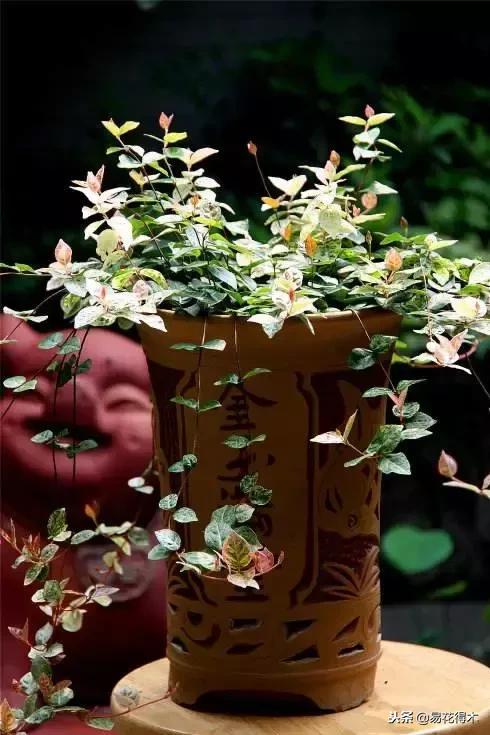 络石盆景的鉴赏与栽培养护