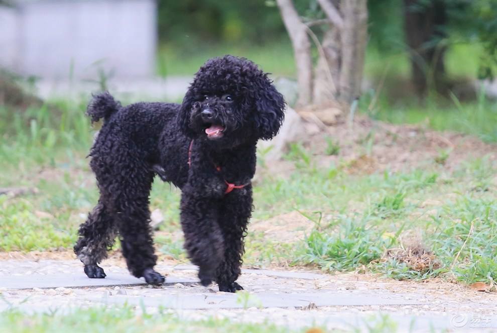 想养温顺的狗狗推荐,想养泰迪犬就必须承受的5大暴击