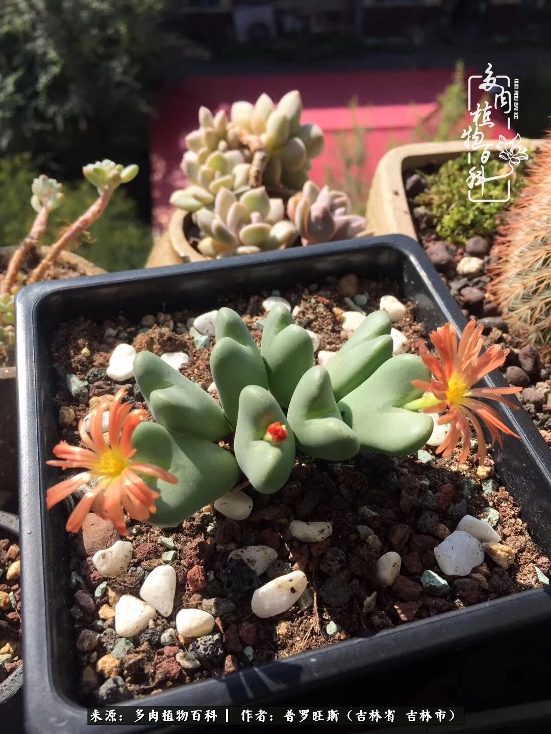 日日勤服侍，日日勤拂拭！服侍花儿，就是拂拭心灵