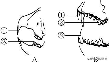 人教版八年级上册生物预习提纲,八年级下册生物预习笔记