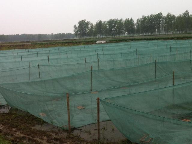 泥鳅黄鳝种苗如何人工越冬,冬天怎样让泥鳅在水里最活跃