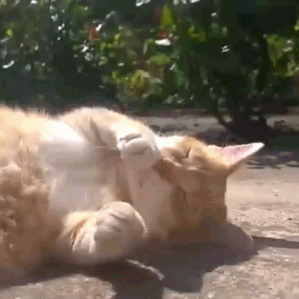 猫咪饲养管理现状,猫和老鼠猫咪现状