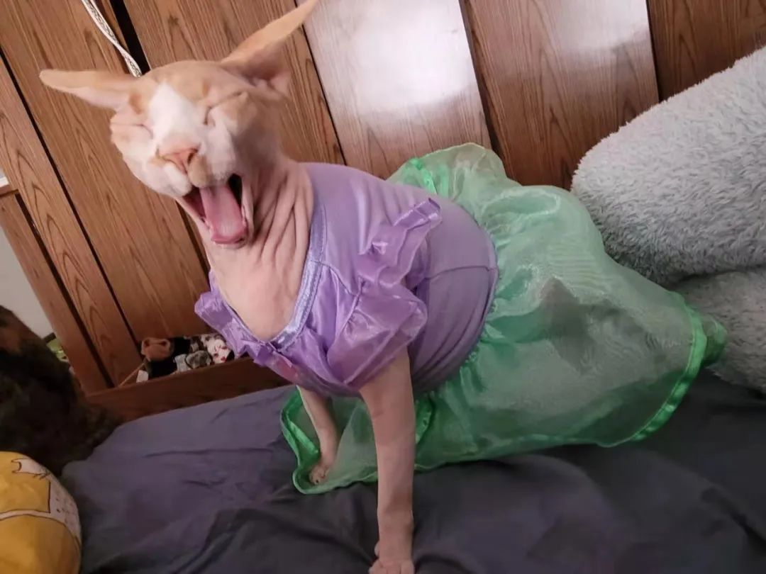 小猫咪穿上衣服变乖了,小猫咪穿的小公主裙