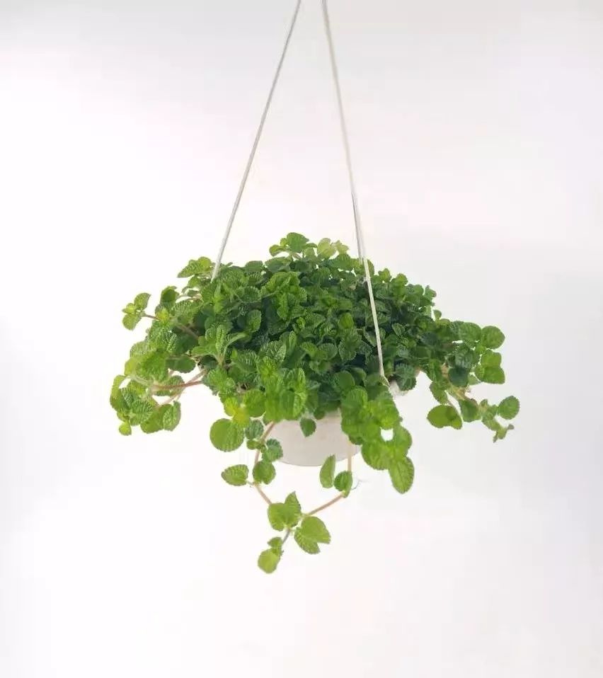 室内养的吸毒植物,20种吸毒花除甲醛