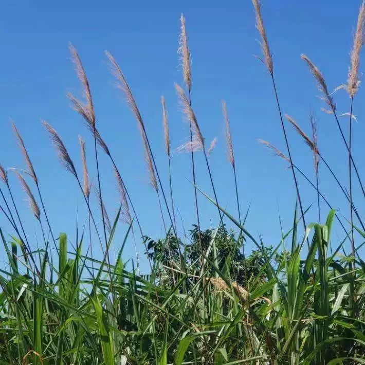 橘滋脏话男士香水100ml,橘滋脏话男士香水正品报价