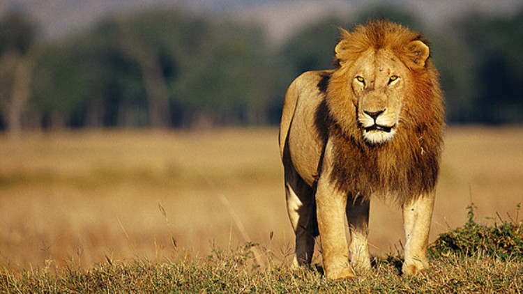 狮子和老虎打架的故事,老虎和狮子打架谁厉害