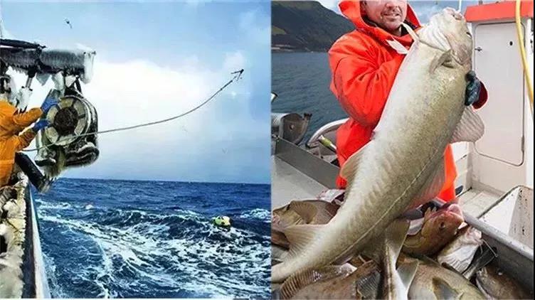 dha是个好东西,孕几月补dha最好