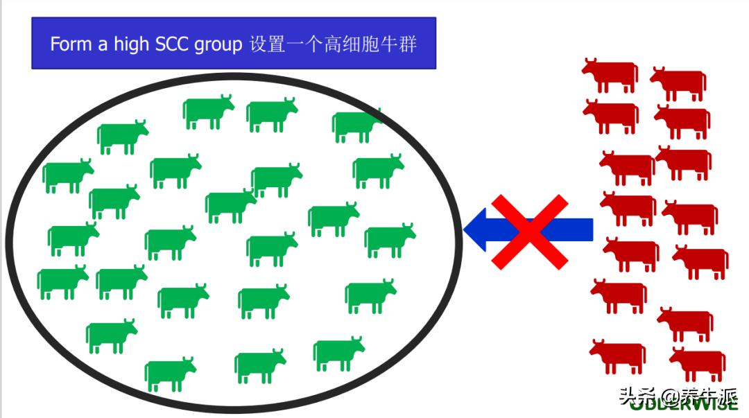 奶牛乳房炎症硬块怎么消除,高产奶牛乳房炎治疗原则