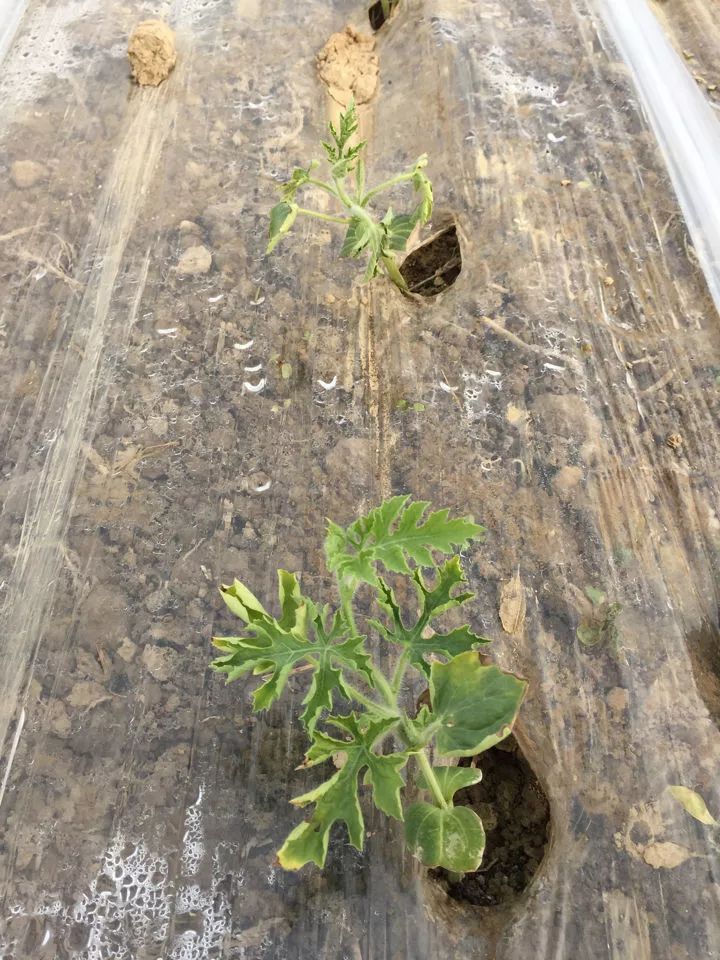 西瓜弱苗定植后怎么处理,西瓜定植后叶子不绿