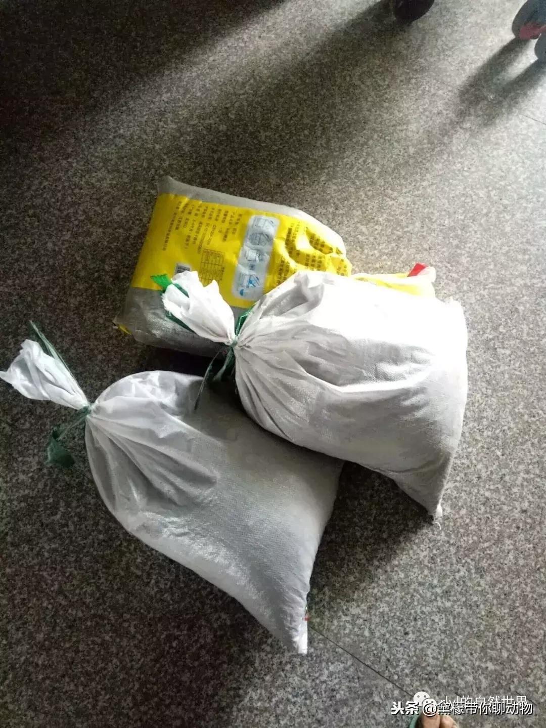 丛林造景黄缘龟池设计图大全,龟宝宝黄缘龟生态缸造景教程