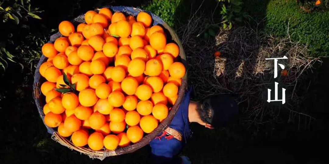 秭归夏橙和伦晚橙的区别,秭归伦晚帝王橙