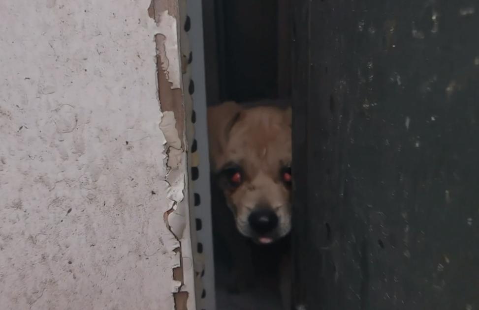 东北:因息肉,小奶狗被赶出家门成为流浪狗,获救后狗狗成功逆袭