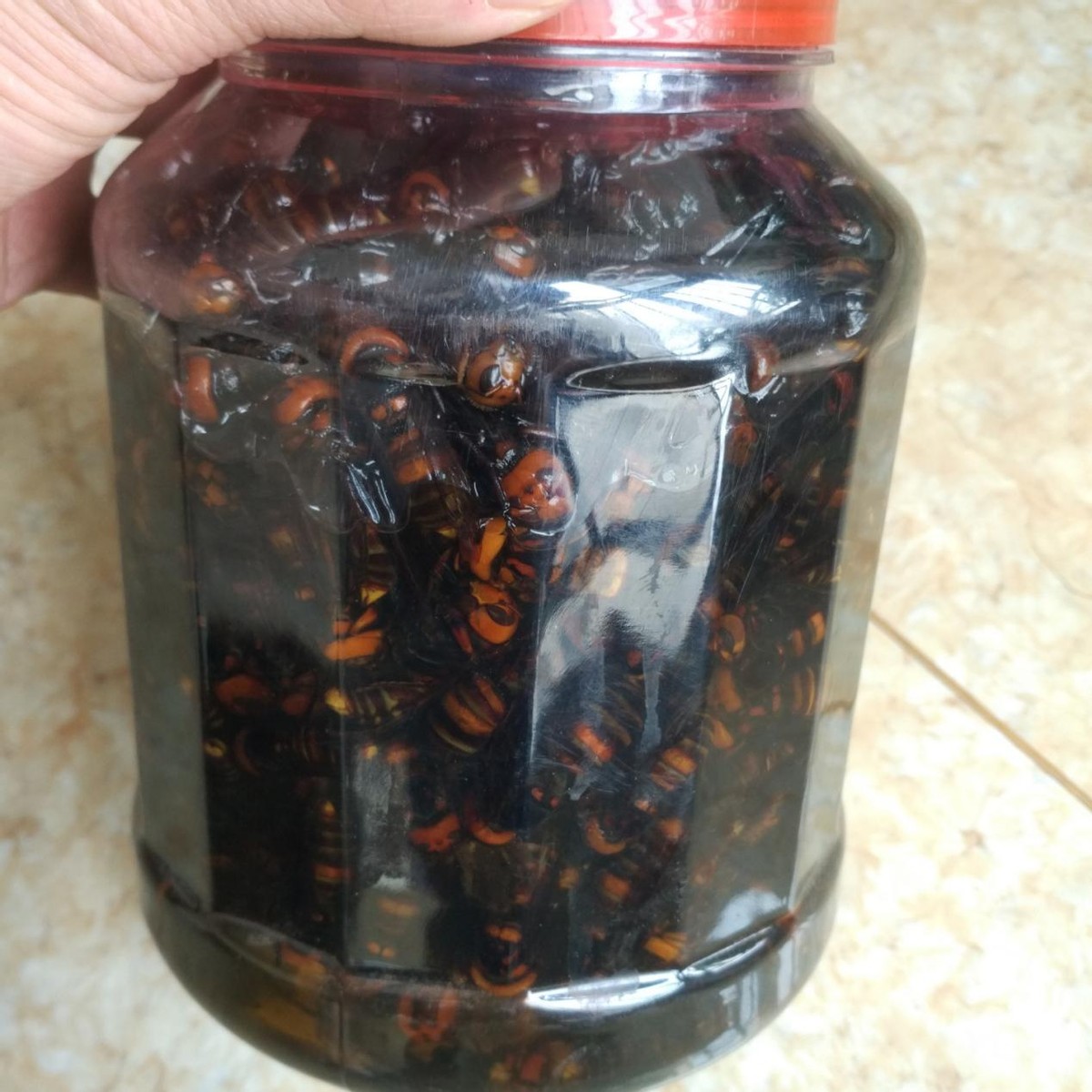 马蜂窝被打掉后马蜂会攻击人吗,马蜂窝被捅怎么让马蜂继续存活