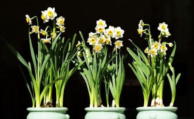 水仙花如何防止倒伏,水仙花长得太高怎么办