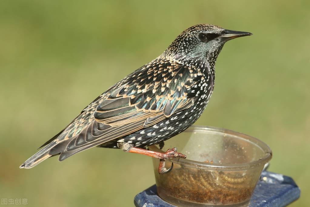 八哥鸟凉了拉稀能自愈吗,八哥鸟拉稀了怎么办