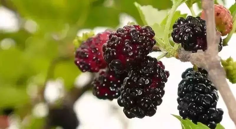 好吃的攀枝花当季新鲜水果 (攀枝花这两天特色水果)