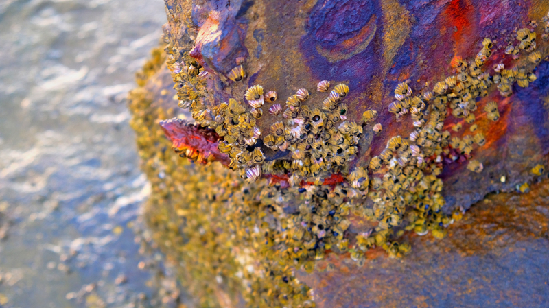 湛江遂溪角头沙旅游攻略,湛江江洪镇旅游攻略