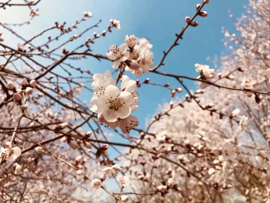 北京有条网红“泡桐大道”,已然成为城市春景“名片”之一