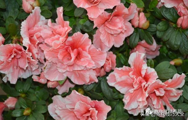 快死的杜鹃花还能救活吗,杜鹃花刚栽活就掉叶子怎么办