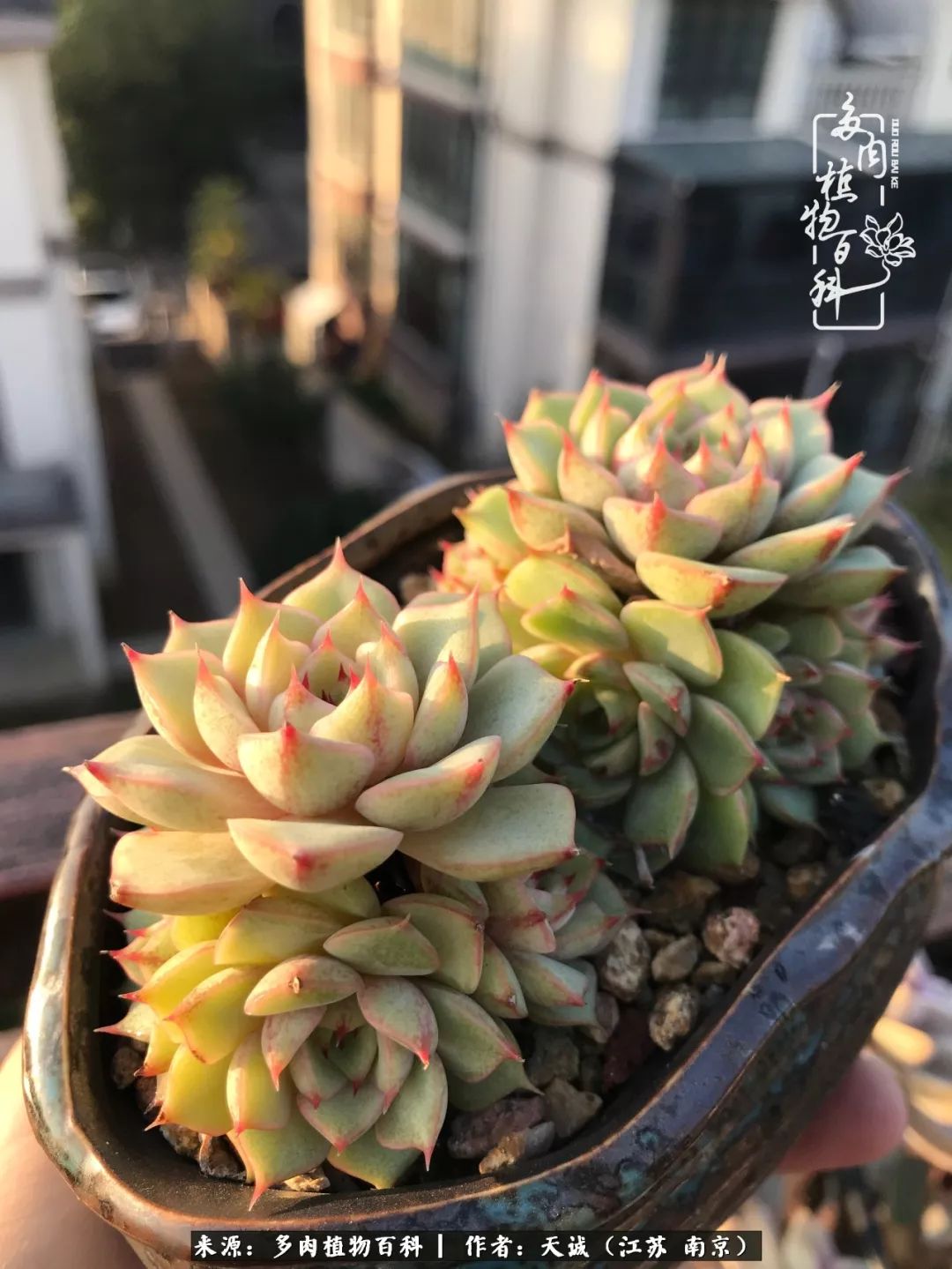 鍙拱瀵圭殑涓嶄拱璐电殑灏忔牱,鍙拱瀵圭殑涓嶄拱璐电殑鍥剧墖灞曠ず