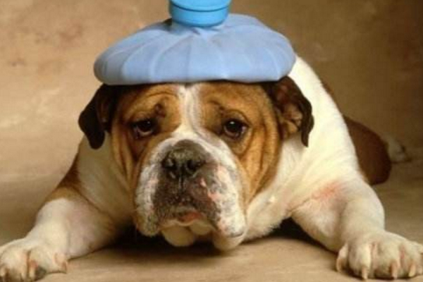 小狗狗感冒了，需要及时用药，一般10天之内可以痊愈！