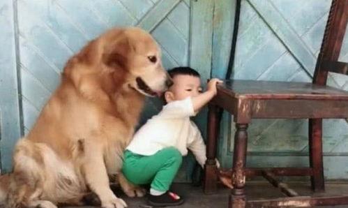 主人收拾两只犯错的狗,主人犯错金毛开启护娃模式