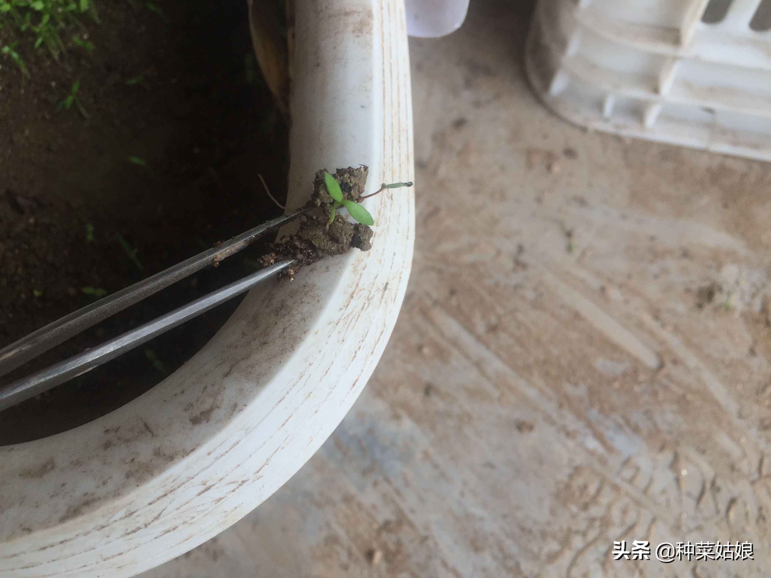 种菜小苗又细又长怎么处理,种菜出苗太多怎么办