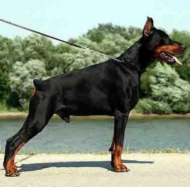 世上最罕见的狗品种图片,全世界狗品种视频