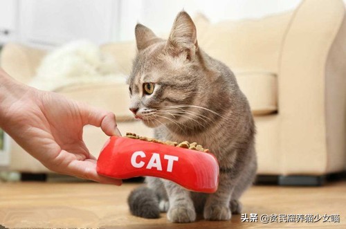 猫咪一般吃什么最好,喵星人喂食指南