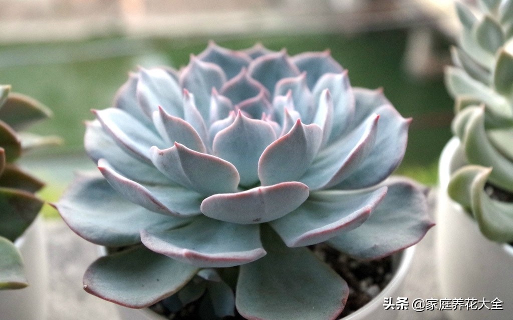 多肉蓝石莲怎么变漂亮,多肉蓝石莲怎么养