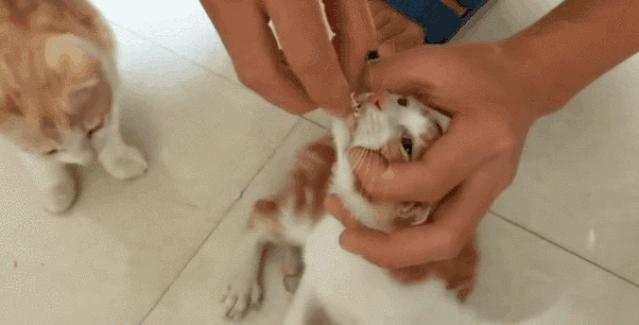 猫从来不出门要洗澡吗,猫从来不出门会感染绦虫嘛