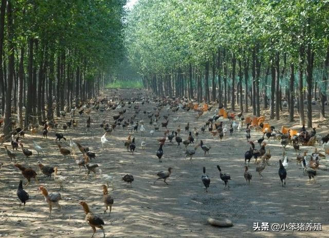 山地养鸡围栏适用什么规格的围网,养鸡围网