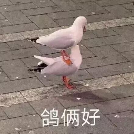 天猫官方旗舰店会不会真假掺卖,天猫旗舰店漏洞是真的吗