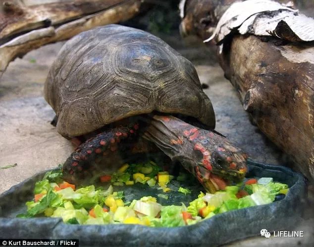 红腿陆龟怎么养活,新手养红腿陆龟准备什么