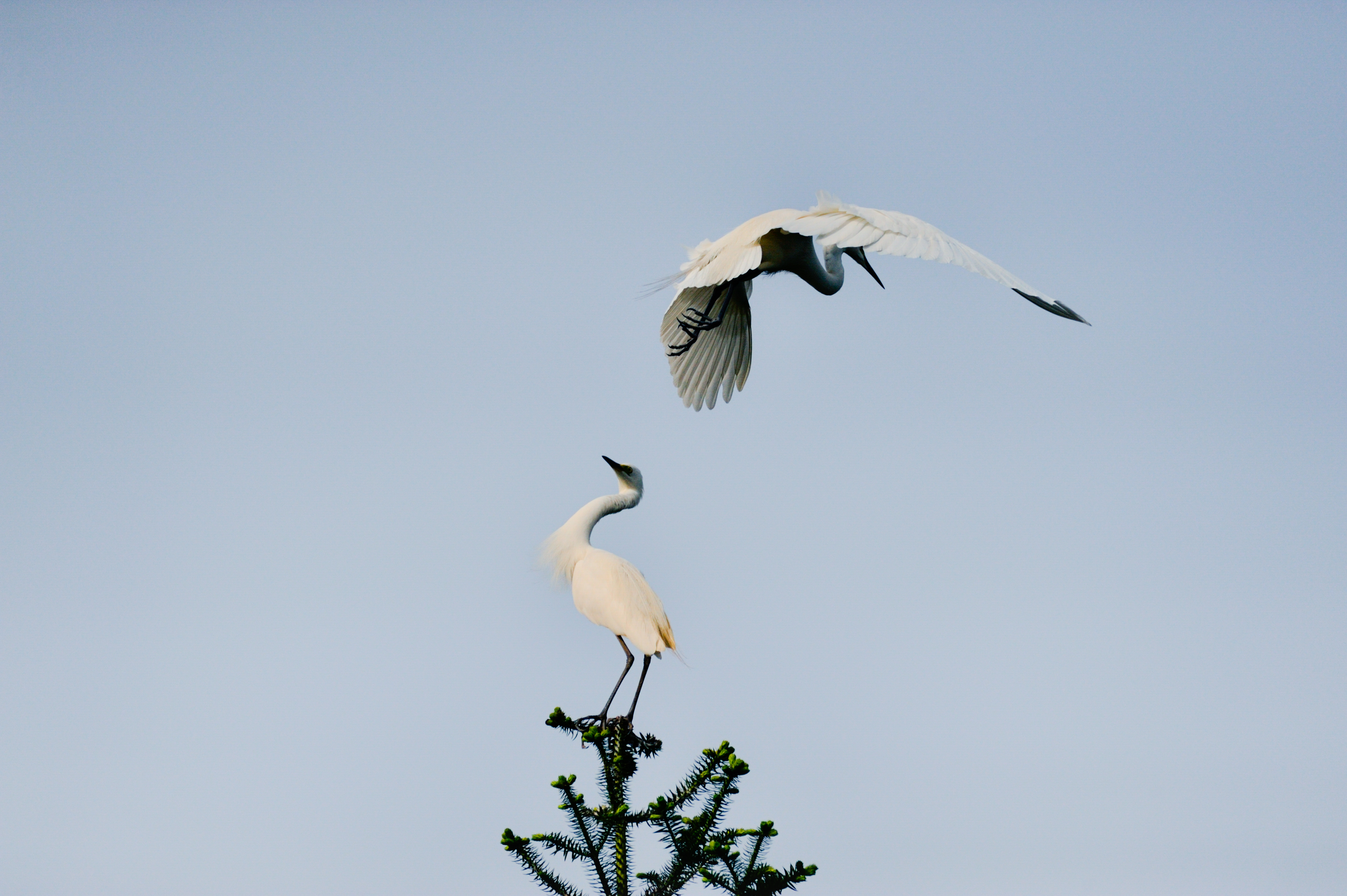 我与尼康北京行,尼康70-300mmf4.5-5.6g画质