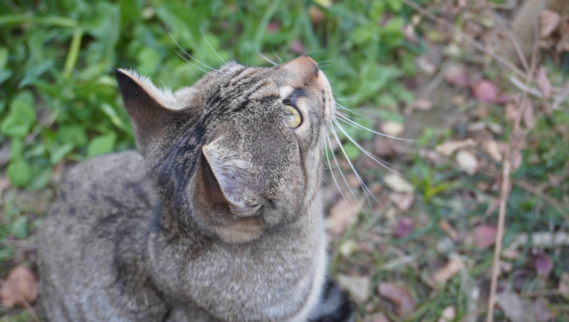索尼微单6000与6100区别,索尼6100拍抖音评测