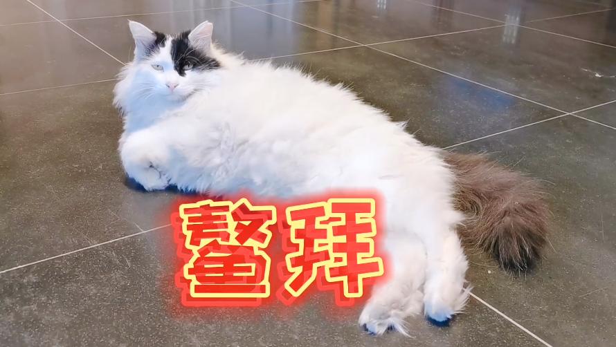 二十多岁进宫,在紫禁城中撸猫8年,她揭开了不为人知的故宫往事