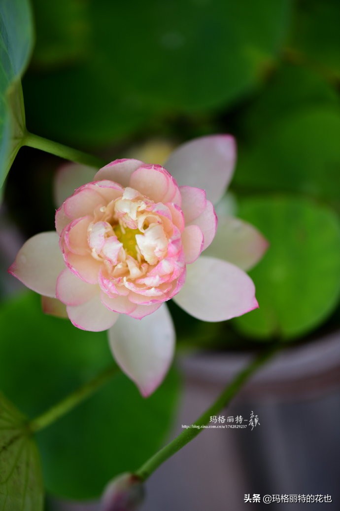 我的碗莲种子,碗莲的种植方法新手必看