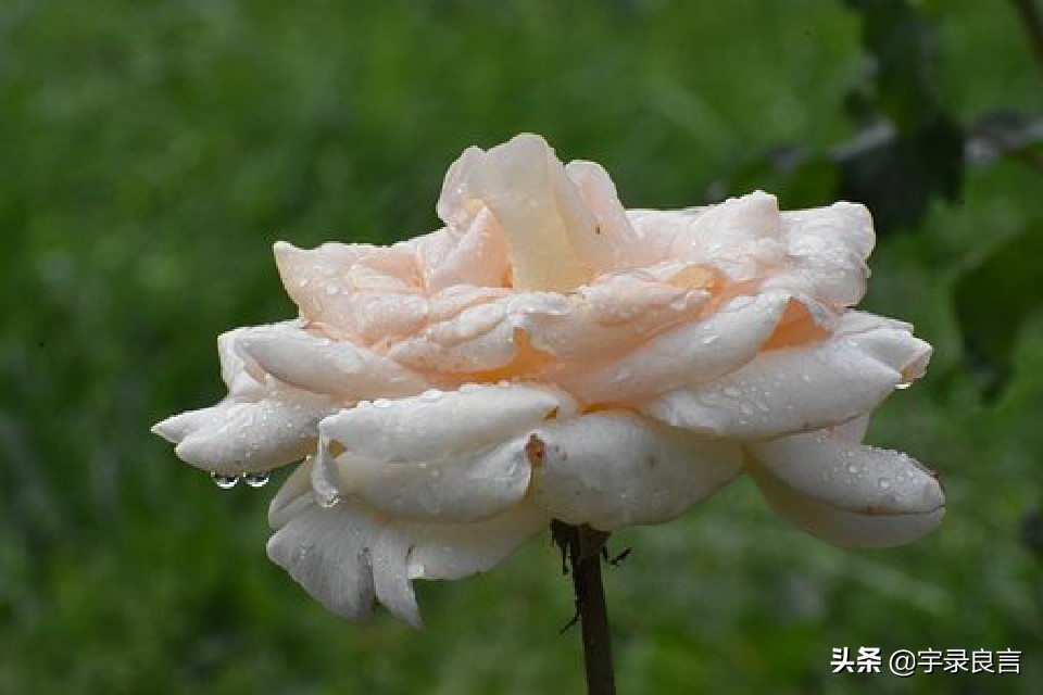 最近微信很火的句子句句霸气洒脱,微信上最霸气的句子