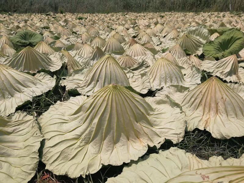 中国最纯净的淡水湖,国内的十大淡水湖