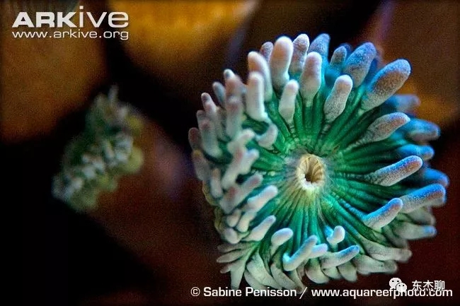 lps和sps可以一起养吗,哪些lps适合新手养