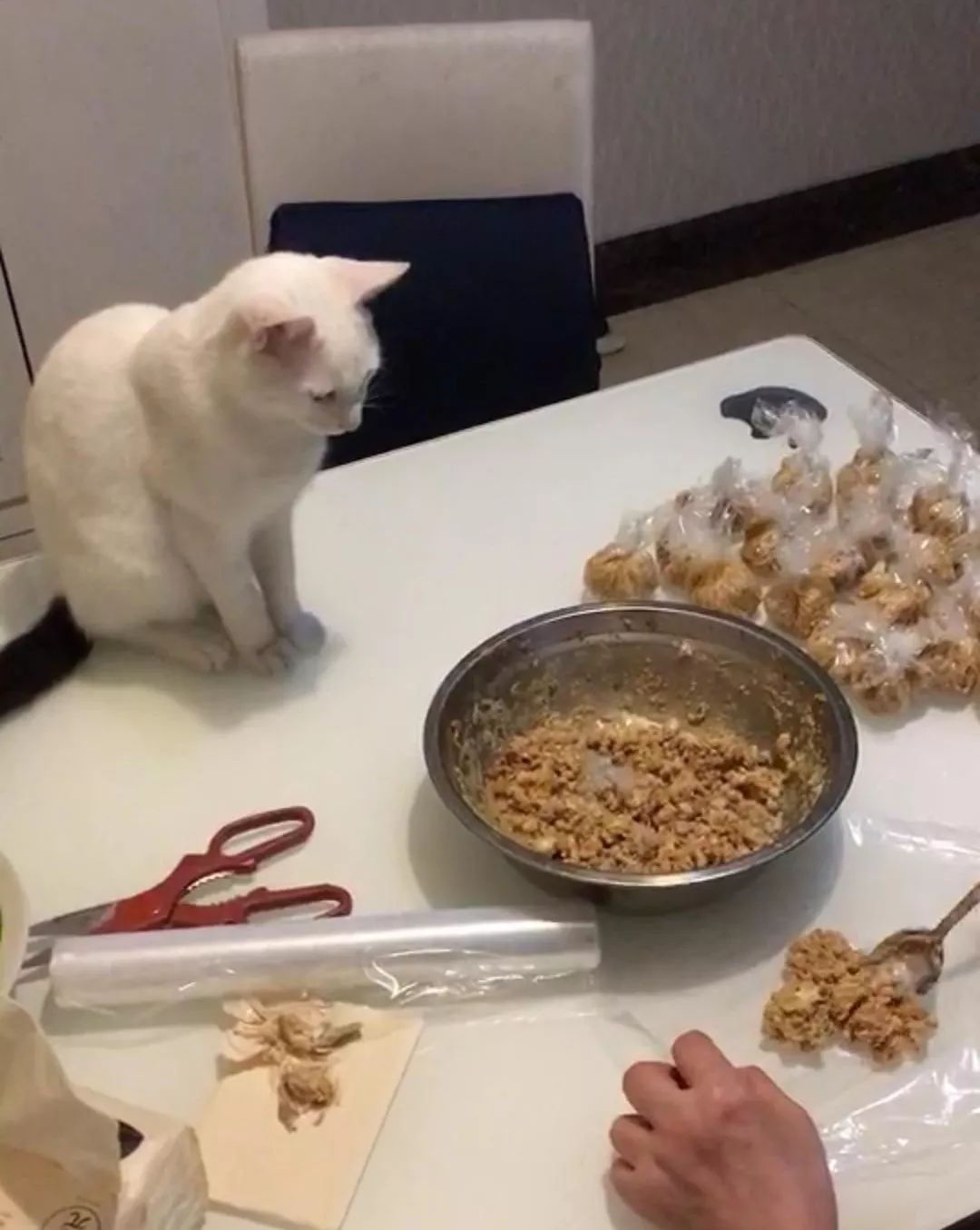 爸妈养宠物之后，就没你什么事了