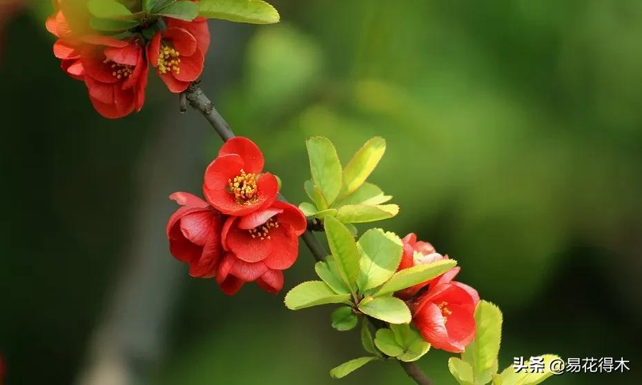 海棠春睡，樱花如雪，两种花卉如何辨识区别？