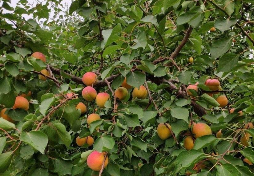 杏仁的药性主治和功效,杏仁中药药性和功效