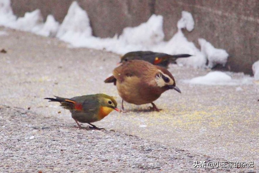 国际爱鸟日天桥岭,国际爱鸟日