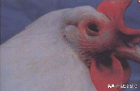 笼养的鸡眼睛肿了是什么情况,鸡为什么眼睛肿还出现脓包