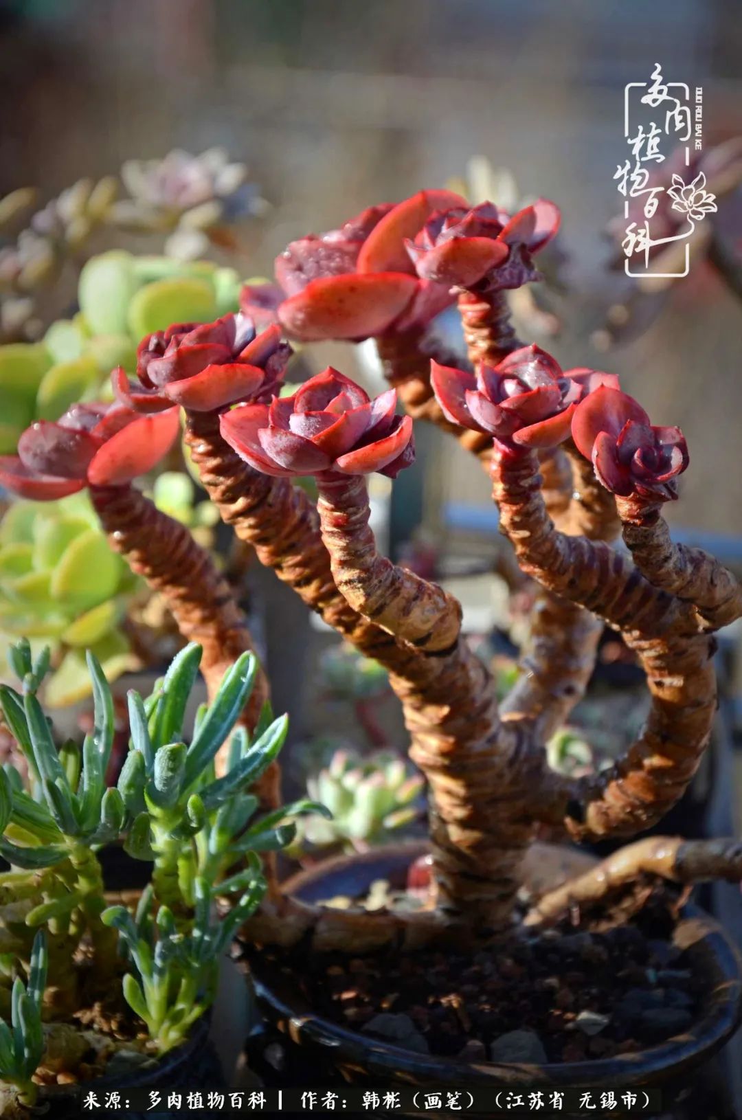 听音乐赏多肉,听音乐赏花赏美景