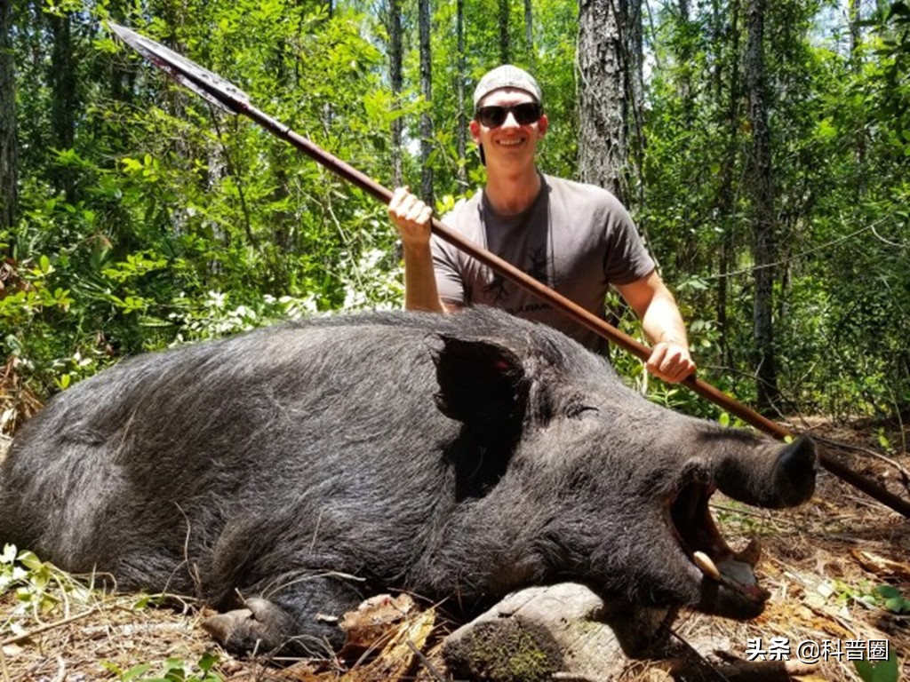 目前国内野猪泛滥的情况怎么样了,野猪泛滥成灾真的有必要保护吗