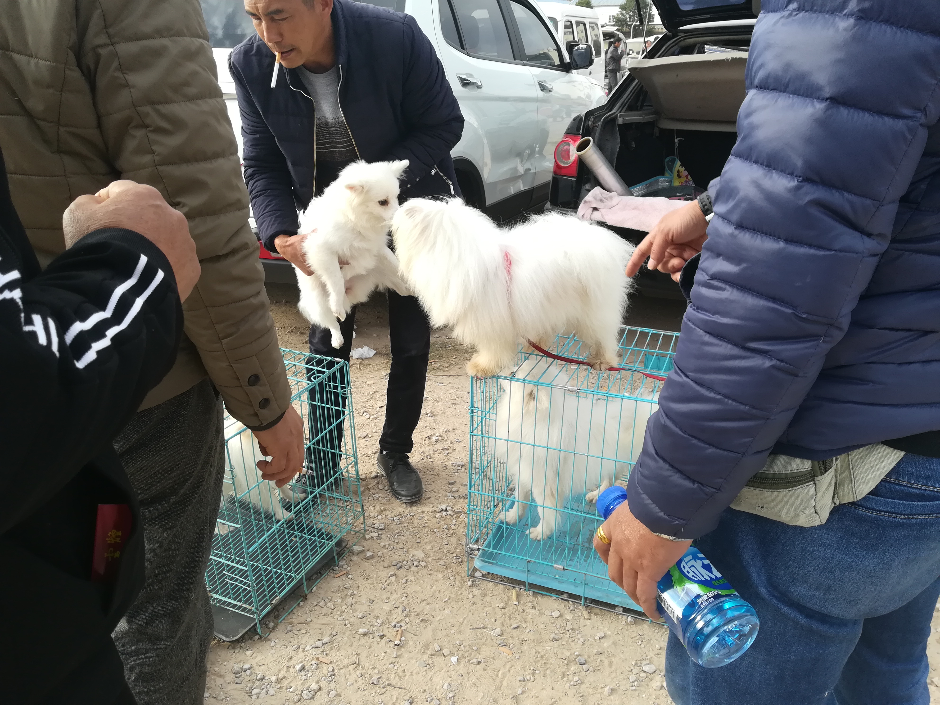 大型犬跟博美差不多,北京犬和斗牛犬生出来的后代